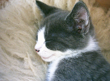 katzenkind